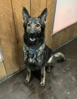 Red Collar, a female German Shepherd Dog for sale in Middleboro, MA – Photo 2 of 3