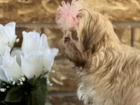 Lolly, a female Shih Tzu for sale in Henagar, AL – 5 of 5