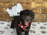 Lester, a male Maltipoo for sale in Henagar, AL – 4 of 6