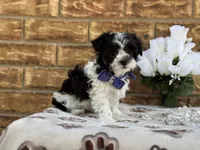 Oreo, a male Maltipoo for sale in Henagar, AL – 6 of 6