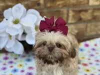 Lolly, a female Shih Tzu for sale in Henagar, AL – 3 of 7