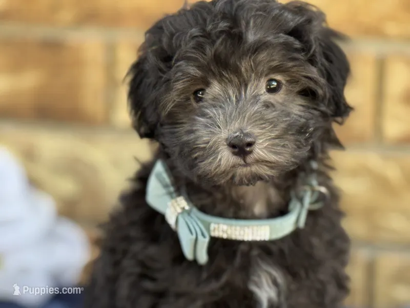 Lester – Maltipoo puppy for sale in Henagar, AL