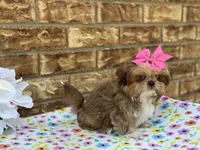 Dolly, a female Shih Tzu for sale in Henagar, AL – 4 of 7