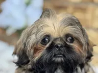 Larry, a female Shih Tzu for sale in Henagar, AL – 4 of 7