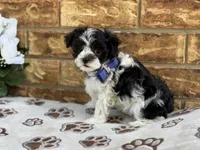 Oreo, a male Maltipoo for sale in Henagar, AL – 4 of 6