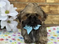 Spud, a male Shih Tzu for sale in Henagar, AL – 4 of 7
