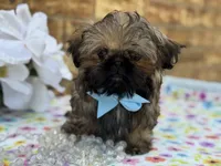 Spud, a male Shih Tzu for sale in Henagar, AL – 2 of 7