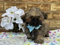 Spud, a male Shih Tzu for sale in Henagar, AL – 6 of 7