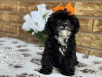 Josie, a female Shihpoo for sale in Henagar, AL – 4 of 6