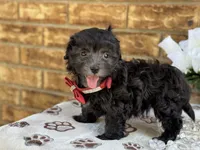 Lester, a male Maltipoo for sale in Henagar, AL – 6 of 6