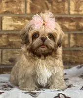 Lolly, a female Shih Tzu for sale in Henagar, AL – 2 of 5