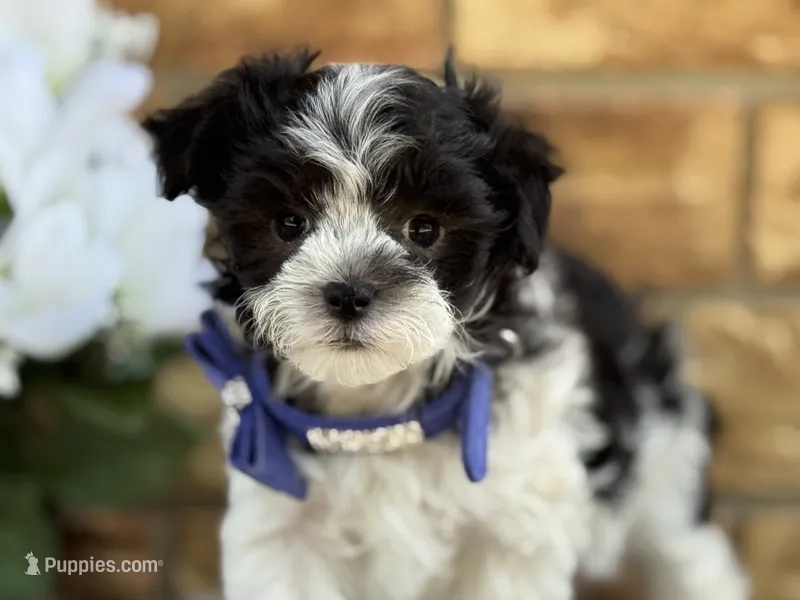 Oreo – Maltipoo puppy for sale in Henagar, AL