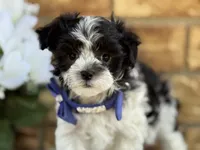 Oreo, a male Maltipoo for sale in Henagar, AL – 1 of 6