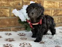 Lester, a male Maltipoo for sale in Henagar, AL – 2 of 6