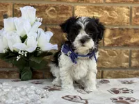 Oreo, a male Maltipoo for sale in Henagar, AL – 5 of 6