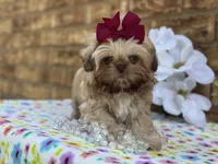 Lolly, a female Shih Tzu for sale in Henagar, AL – 6 of 7