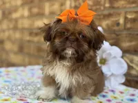 Polly, a female Shih Tzu for sale in Henagar, AL – 3 of 7