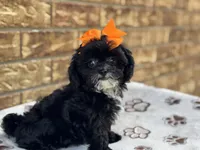 Josie, a female Shihpoo for sale in Henagar, AL – 5 of 6