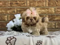 Lolly, a female Shih Tzu for sale in Henagar, AL – 4 of 5