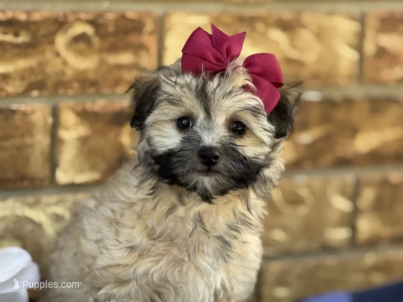 Princess – Maltipoo puppy for sale in Henagar, AL
