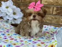 Dolly, a female Shih Tzu for sale in Henagar, AL – 2 of 7