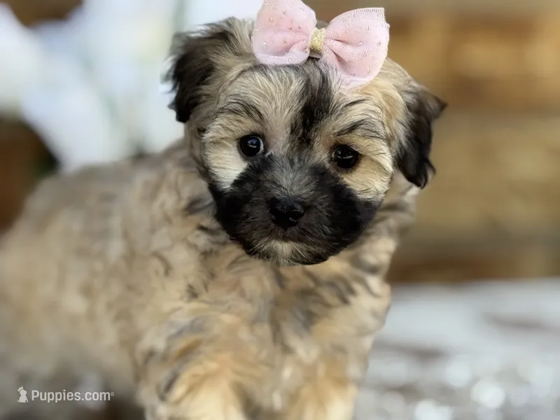 Princess – Maltipoo puppy for sale in Henagar, AL