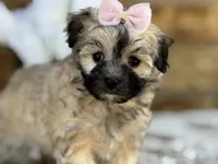 Princess, a female Maltipoo for sale in Henagar, AL – 1 of 6