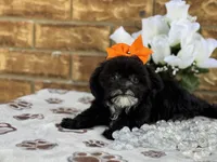 Josie, a female Shihpoo for sale in Henagar, AL – 2 of 6