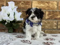 Oreo, a male Maltipoo for sale in Henagar, AL – 3 of 6