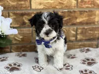 Oreo, a male Maltipoo for sale in Henagar, AL – 2 of 6