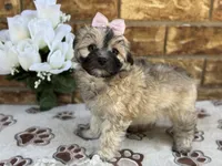Princess, a female Maltipoo for sale in Henagar, AL – 3 of 6