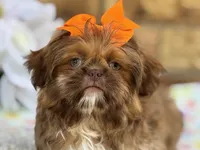 Polly, a female Shih Tzu for sale in Henagar, AL – 6 of 7