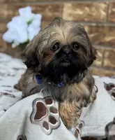 Larry, a female Shih Tzu for sale in Henagar, AL – 6 of 7
