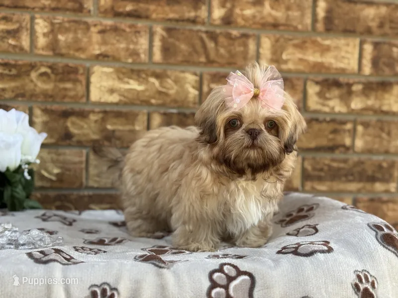 Lolly – Shih Tzu puppy for sale in Henagar, AL