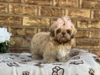 Lolly, a female Shih Tzu for sale in Henagar, AL – 1 of 5