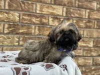 Larry, a female Shih Tzu for sale in Henagar, AL – 2 of 7