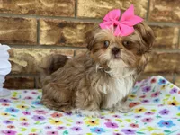 Dolly, a female Shih Tzu for sale in Henagar, AL – 7 of 7