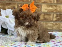 Polly, a female Shih Tzu for sale in Henagar, AL – 2 of 7