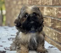Larry, a female Shih Tzu for sale in Henagar, AL – 5 of 7