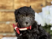 Lester, a male Maltipoo for sale in Henagar, AL – 5 of 6