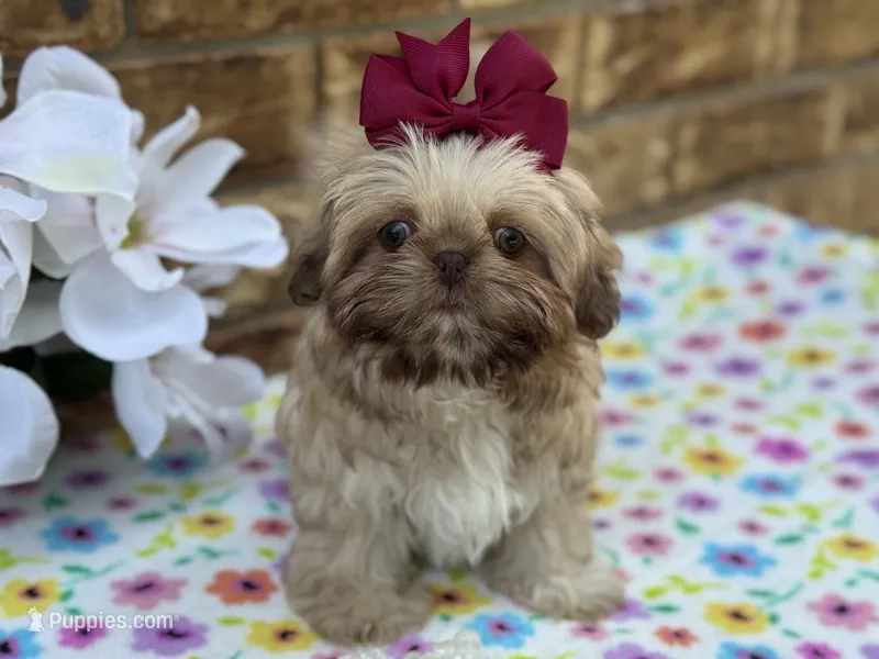 Lolly – Shih Tzu puppy for sale in Henagar, AL