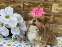 Dolly, a female Shih Tzu for sale in Henagar, AL – 5 of 7