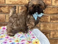 Spud, a male Shih Tzu for sale in Henagar, AL – 5 of 7