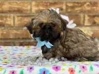 Spud, a male Shih Tzu for sale in Henagar, AL – 7 of 7