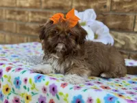 Polly, a female Shih Tzu for sale in Henagar, AL – 4 of 7