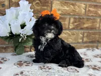 Josie, a female Shihpoo for sale in Henagar, AL – 6 of 6
