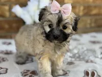 Princess, a female Maltipoo for sale in Henagar, AL – 4 of 6