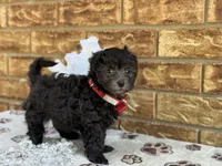 Lester, a male Maltipoo for sale in Henagar, AL – 3 of 6