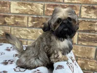 Larry, a female Shih Tzu for sale in Henagar, AL – 1 of 7