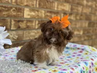 Polly, a female Shih Tzu for sale in Henagar, AL – 5 of 7